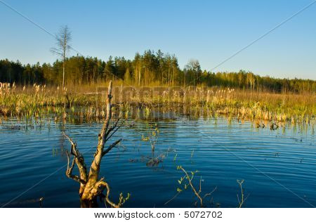 Aki suolla metsämaiseman