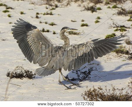 Great blue heron landing