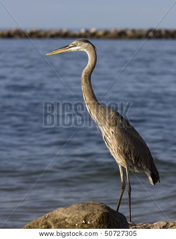 Great blue heron