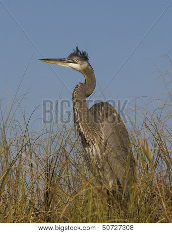 Great blue heron in tall grass