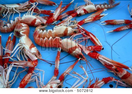 Středomořská korýši, Nephrops Norvegicus