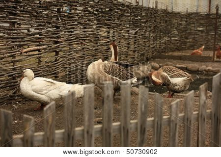 Photo of domestic geese domestic geese