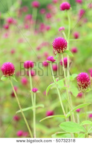 Globe Amaranth Or Gomphrena Globosa Flower