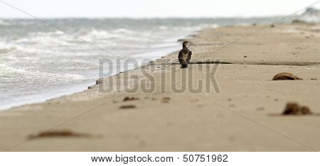 Abstract View Of A Cormoran On The Beach