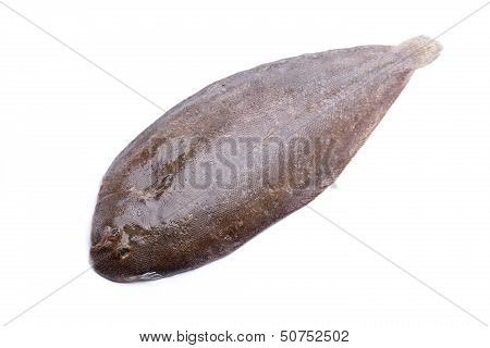 Flat Fish