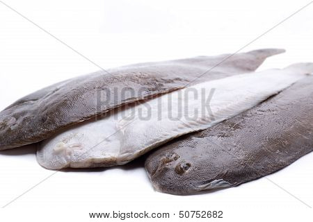 Three Flat Fish