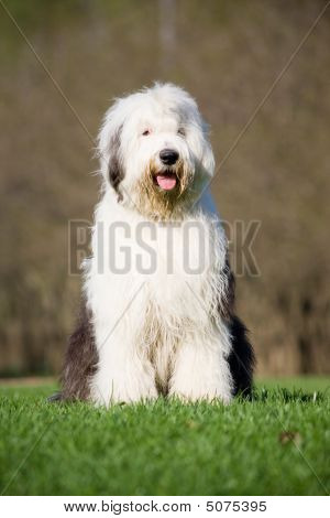 Bobtail