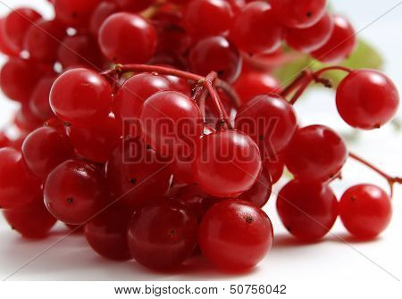Berries of red Viburnum.