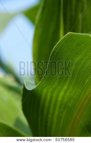 Corn Leaf