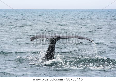 Humpback Whale Tail. Megaptera Novaeangliae
