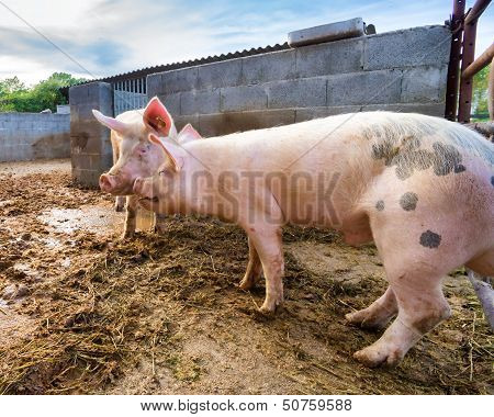 Pigs