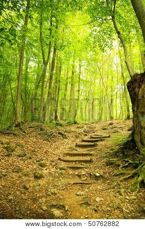 Wooden Walkway Into The Forest.