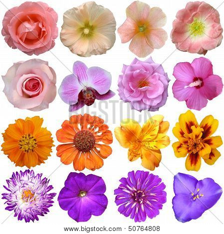 Set Of Colorful Seasonal Blooms