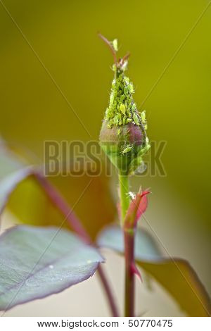Aphid