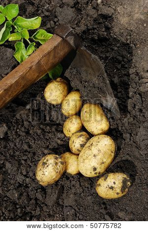 Potatoes