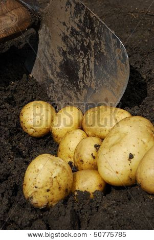 Potatoes