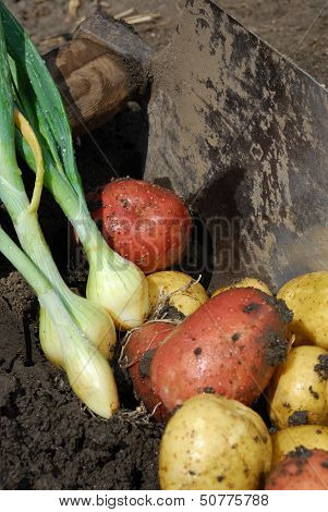 Potatoes And Onions