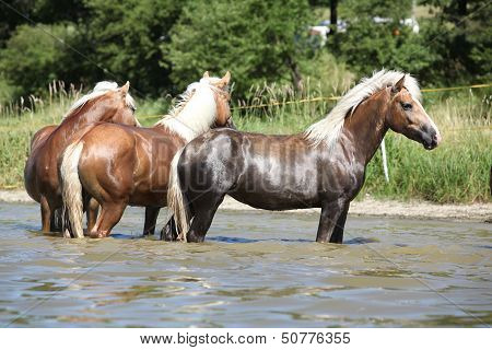 Batch Of Chestnut Horses In The Wather