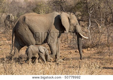 Mother And Baby Elephants
