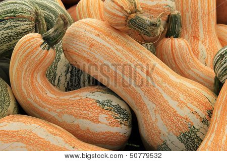 Cushaw squash at the market