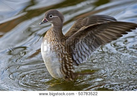 The Female Mandarin Duck (Aix Galericulata)