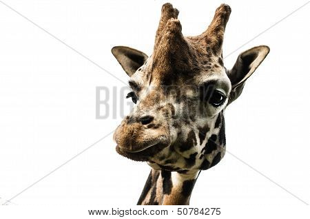 head of giraffe