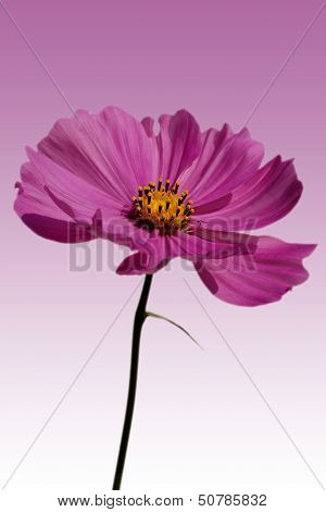 Cosmea isolated
