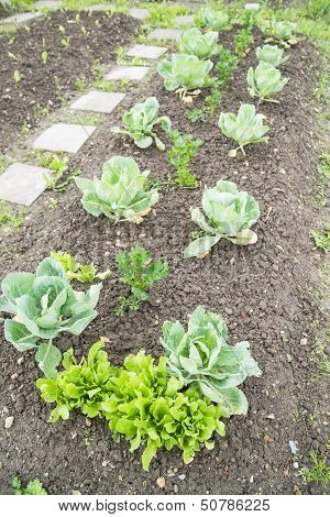 White Cabbage and Lettuce