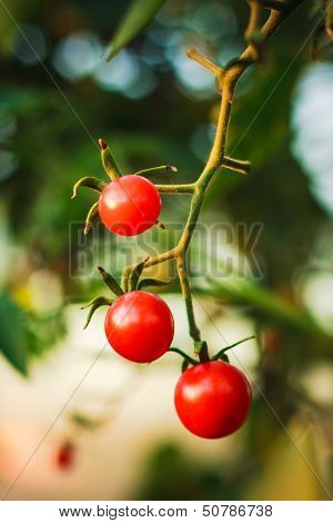 Cherry Tomatoes In A Garden