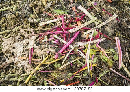 Pieplant Stems on a Compost Heap