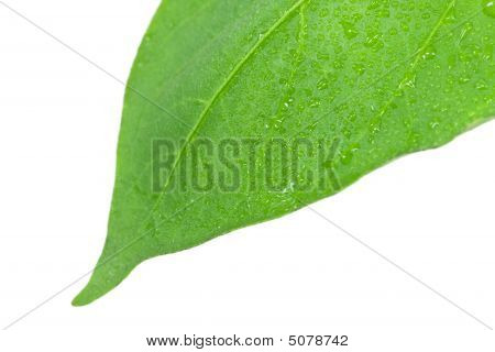 Frøplanter illustrerer begrebet nye liv-capsicum Annuum