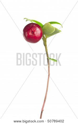 Red Cranberry