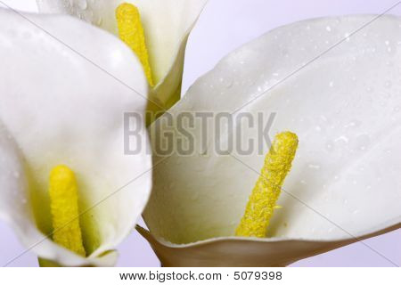 Calla Lilly