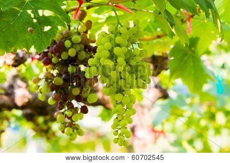 Fresh Vineyards,grape Farm.
