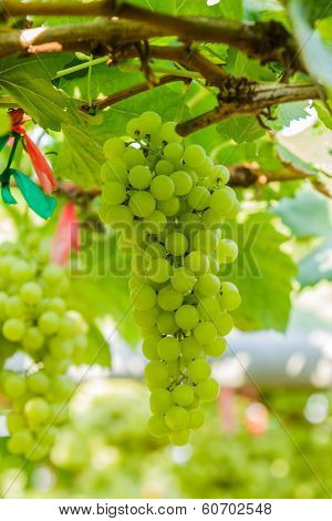 Fresh Green Vineyards.