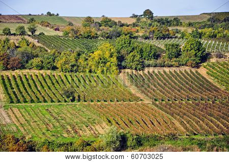Vineyards in the autumn