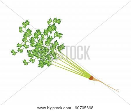 Fresh Green Parsley On A White Background