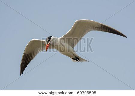 Caspian Tern In Flight