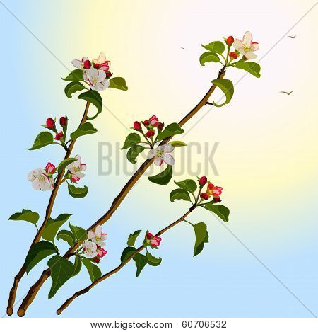 Branch apple tree with flowers