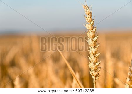 Detail Of Wheat