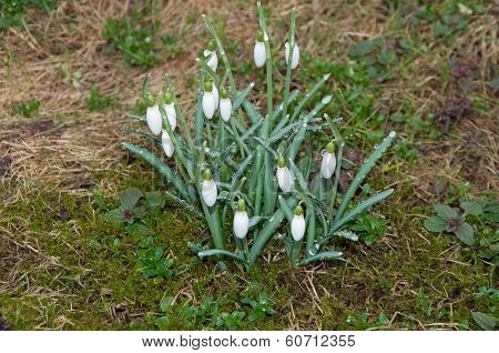 Swowdrop In Springtime