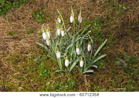 Swowdrop In Springtime
