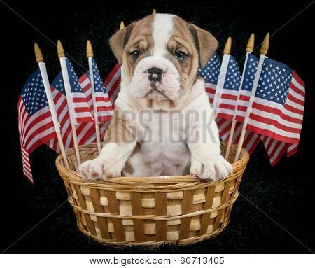 U.s.a. Puppy