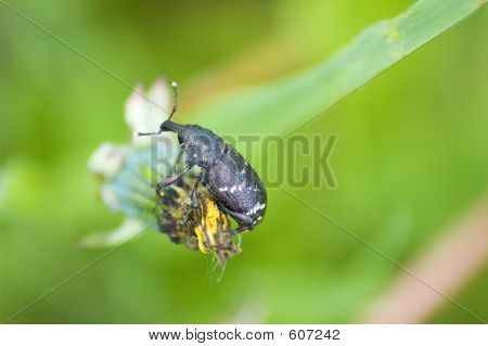 Bug sul dente di Leone
