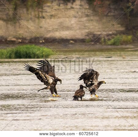 American Bald Eagles