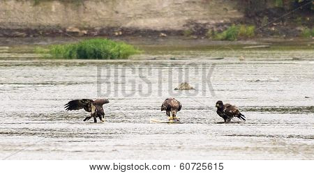American Bald Eagles