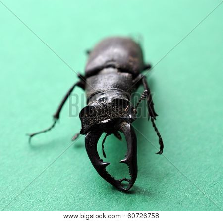 beetle - Stag