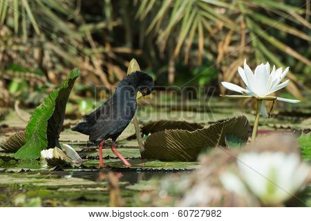 Black Crake Preening On A Lily Pad