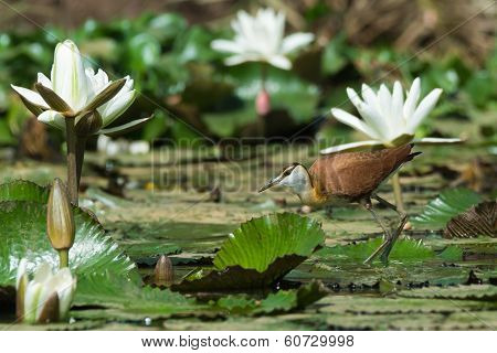 Young African Jacana Standing Amongst Lily Pads And Flowers