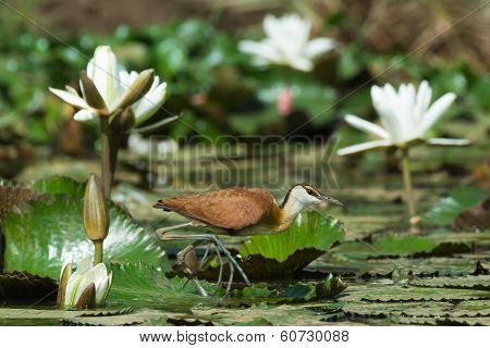 Young African Jacana Walking Across A Lily Pad Strewn Pond